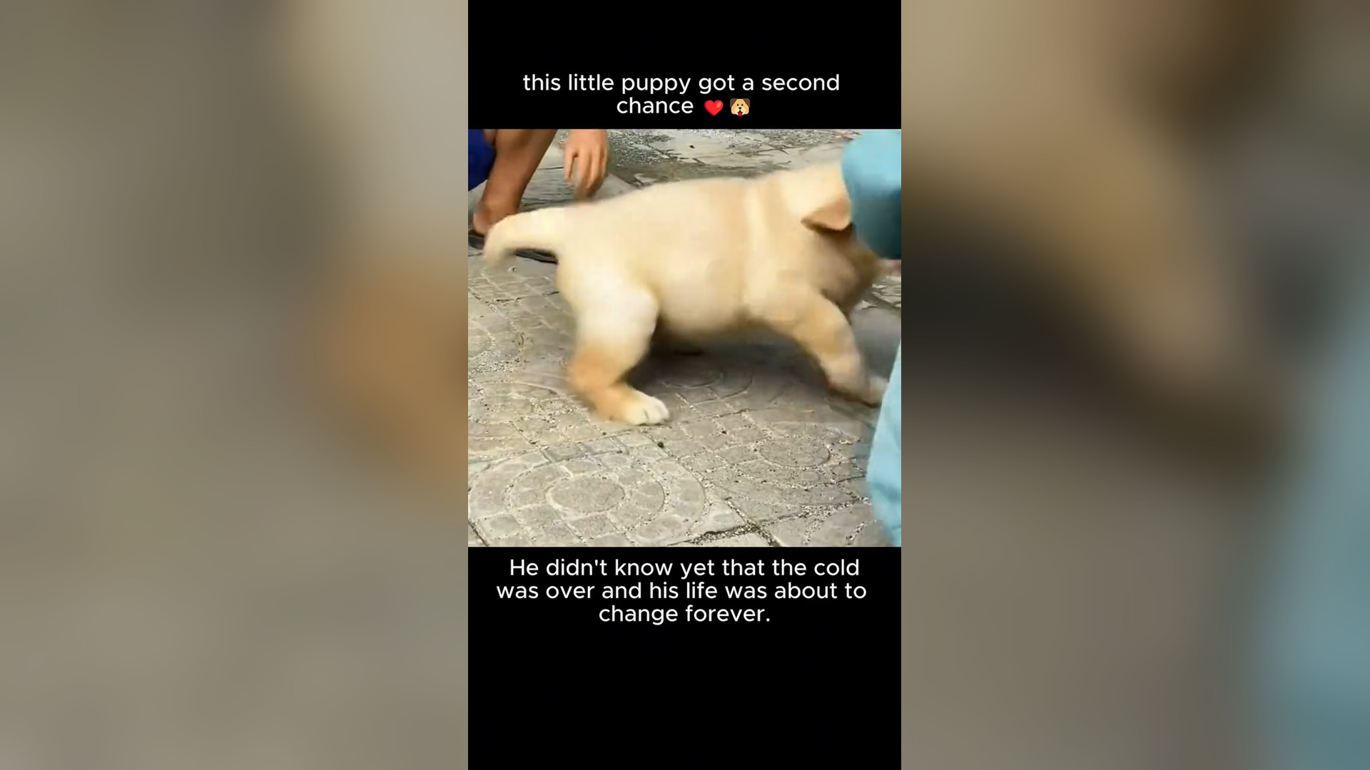 N0306039_Thrown Away Like Trash Then Given a Second Chance #RescueDog #Viral