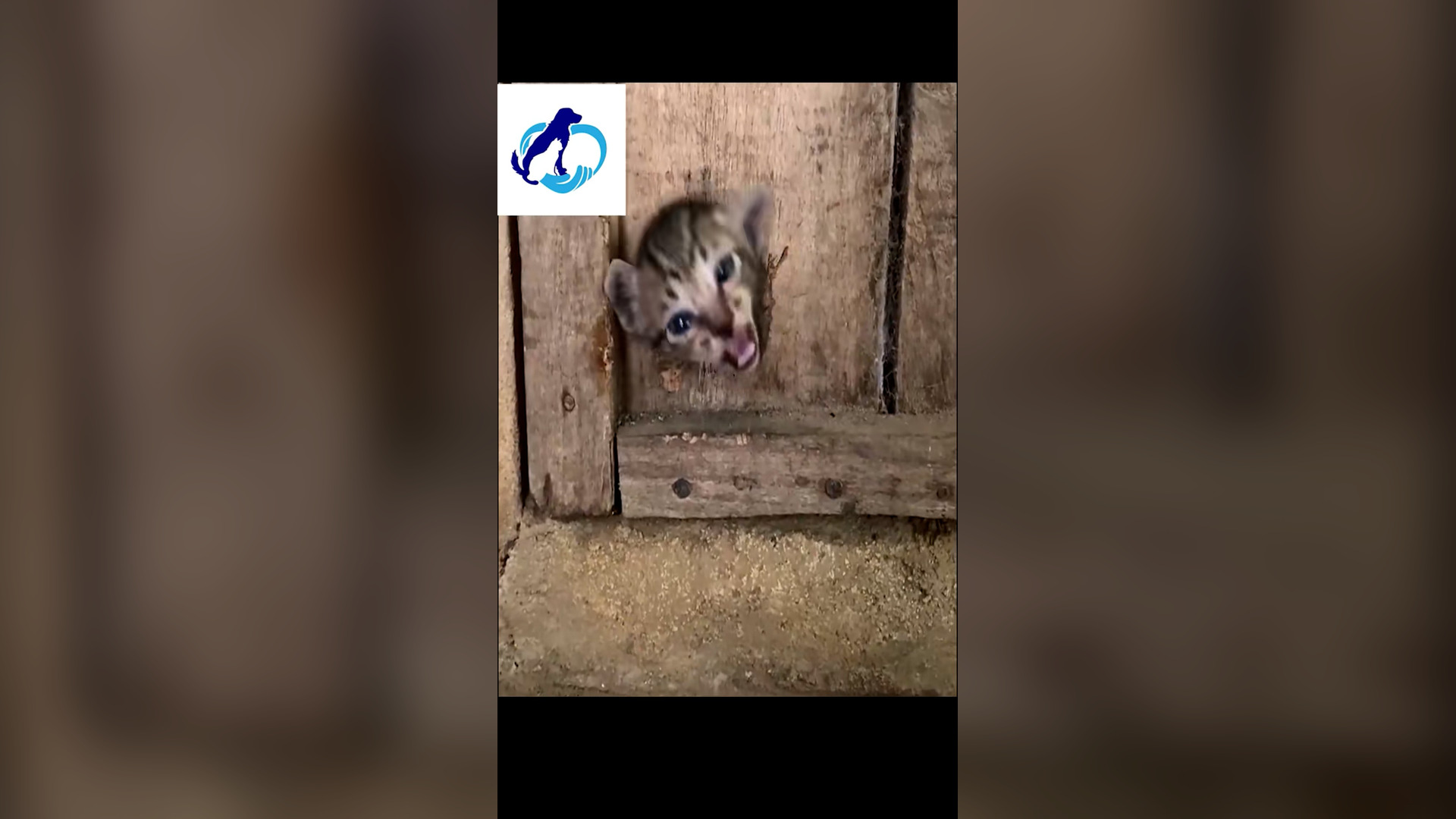 N0306041_A Child Found a Tiny Kitten Trapped in a Wooden Door #RescueCat #Viral