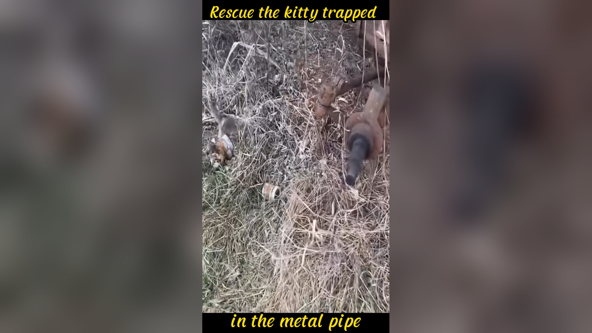 N0306050_A Tiny Kitty Was Trapped Deep Inside a Metal Pipe #RescueCat #Viral