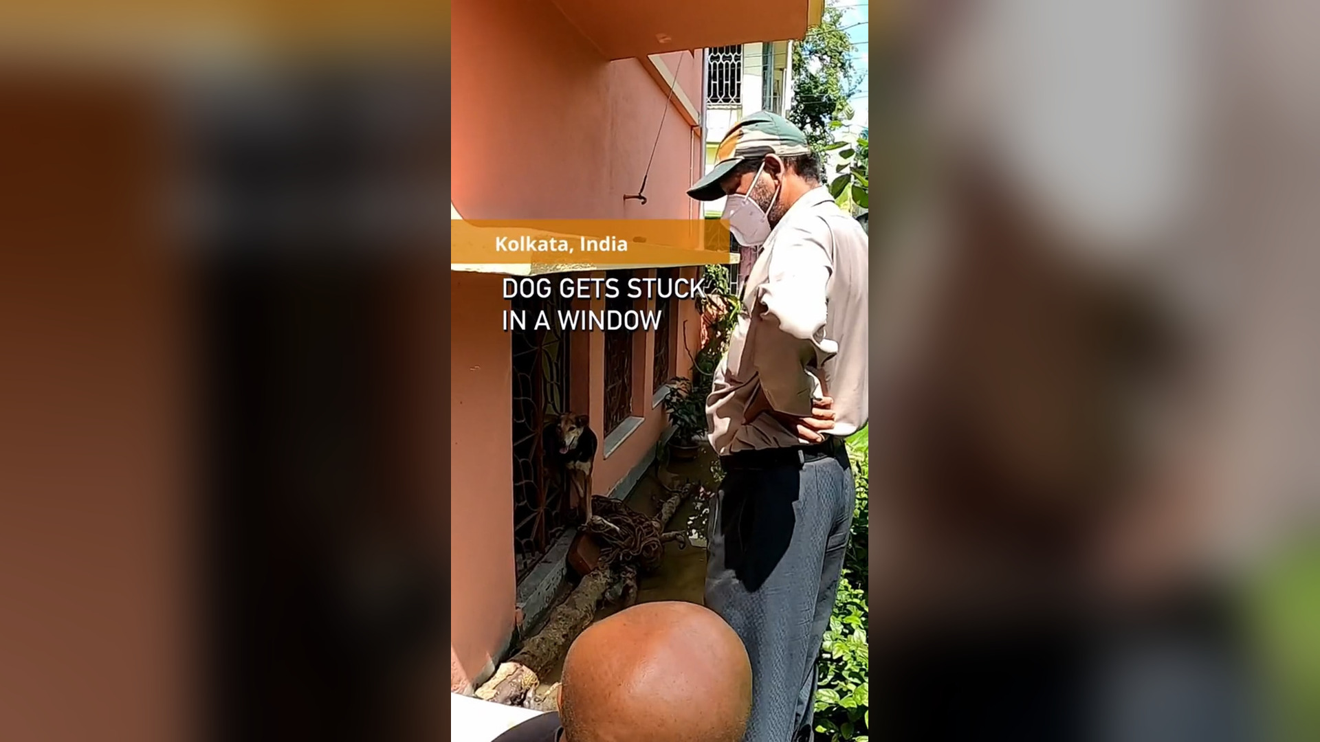 N0306058_A Dog Got Stuck in a Window Until Rescuers Arrived #RescueDog #Viral