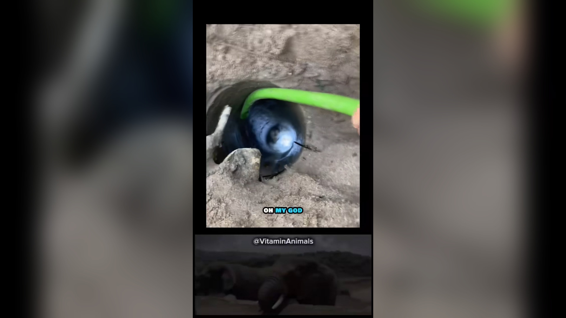 N0306059_Thank You for Saving This Helpless Dog’s Life #RescueDog #Viral