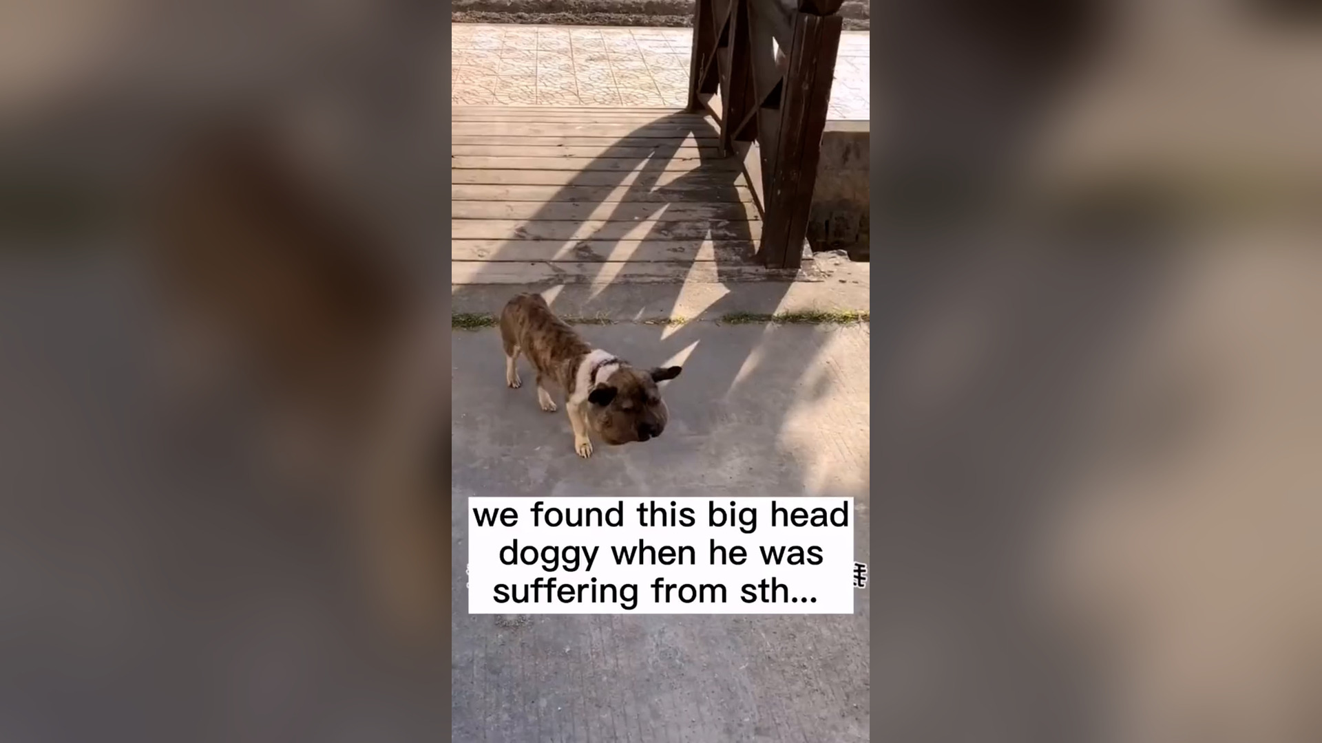 N0306065_This Big Head Dog Needed Urgent Rescue to Survive #RescueDog #Viral