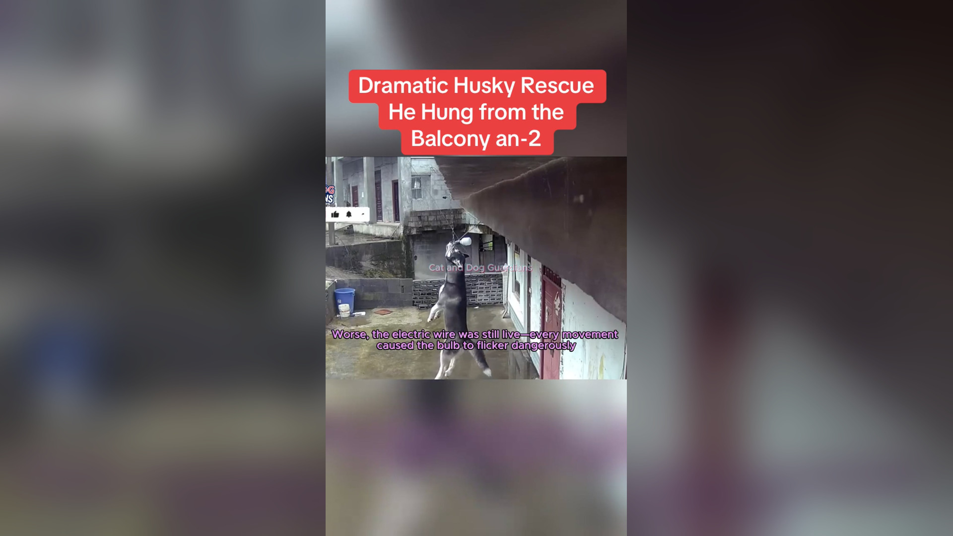 N0406023_A Husky Hung From a Balcony in a Dramatic Rescue #RescueDog #Viral