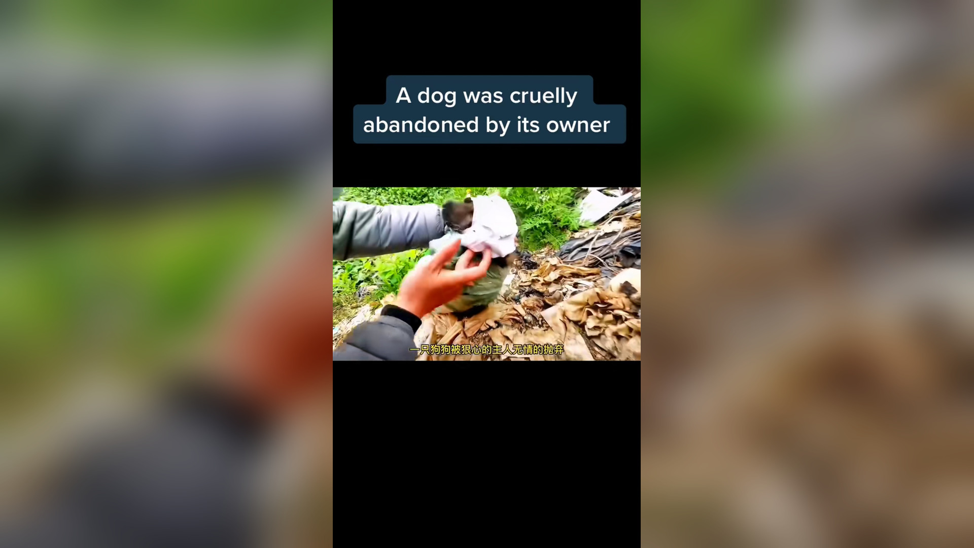 N0406030_A Dog Was Cruelly Abandoned by the Person It Trusted Most #RescueDog #Viral