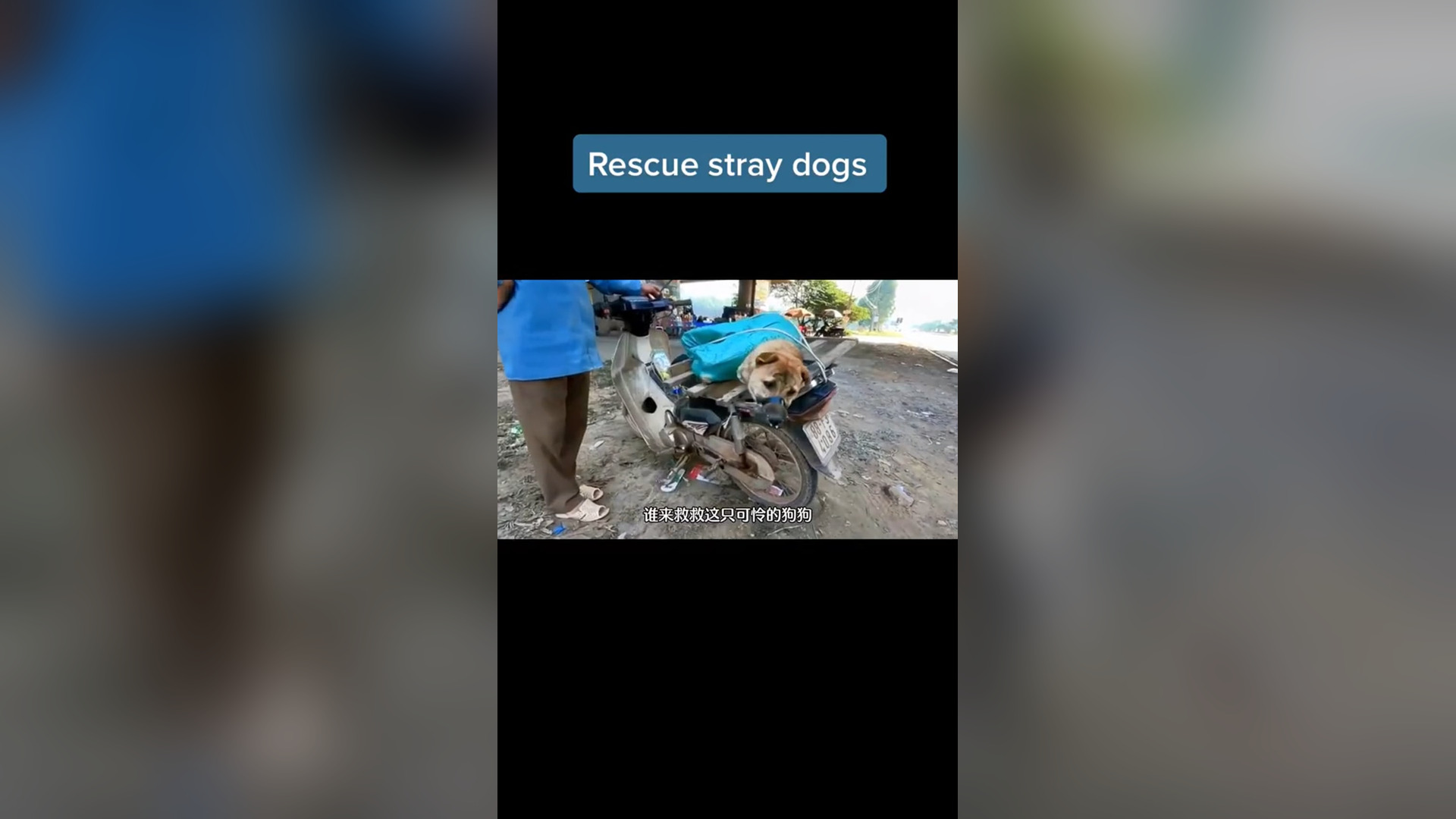 N0406033_Save These Dogs Before They End Up on Someone’s Dinner Table #RescueDog #Viral