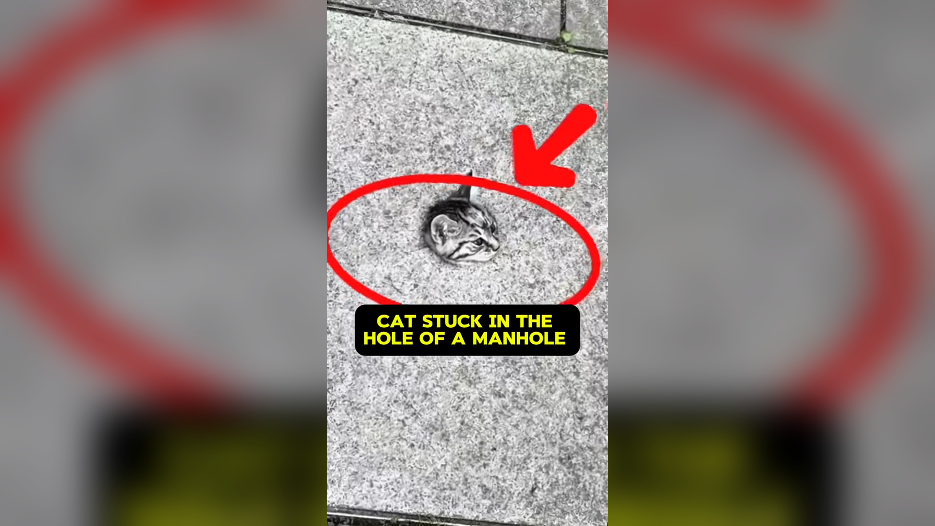 N0606005_A Cat Trapped Deep Inside a Manhole Faced Certain Death #RescueCat #Viral