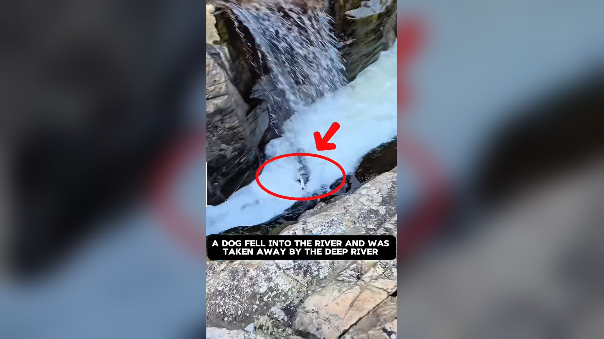 N0606010_My Dad Rescued a Dog From a River and Became a Hero #RescueDog #Viral