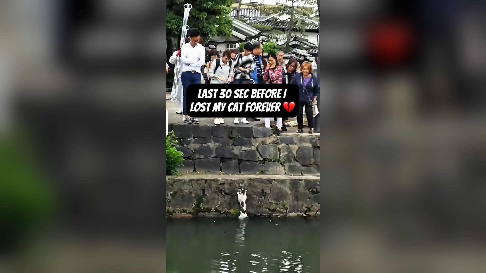 N0606019_Please Help Me Find My Missing Cat #RescueCat #Viral