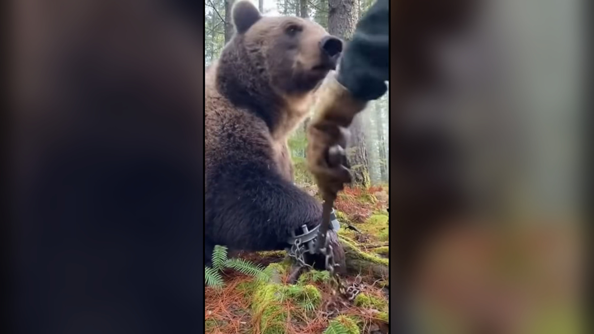 N0606041_A Grizzly Bear Suffered in a Hidden Steel Trap Until Rescue Came #Wildlife #Viral