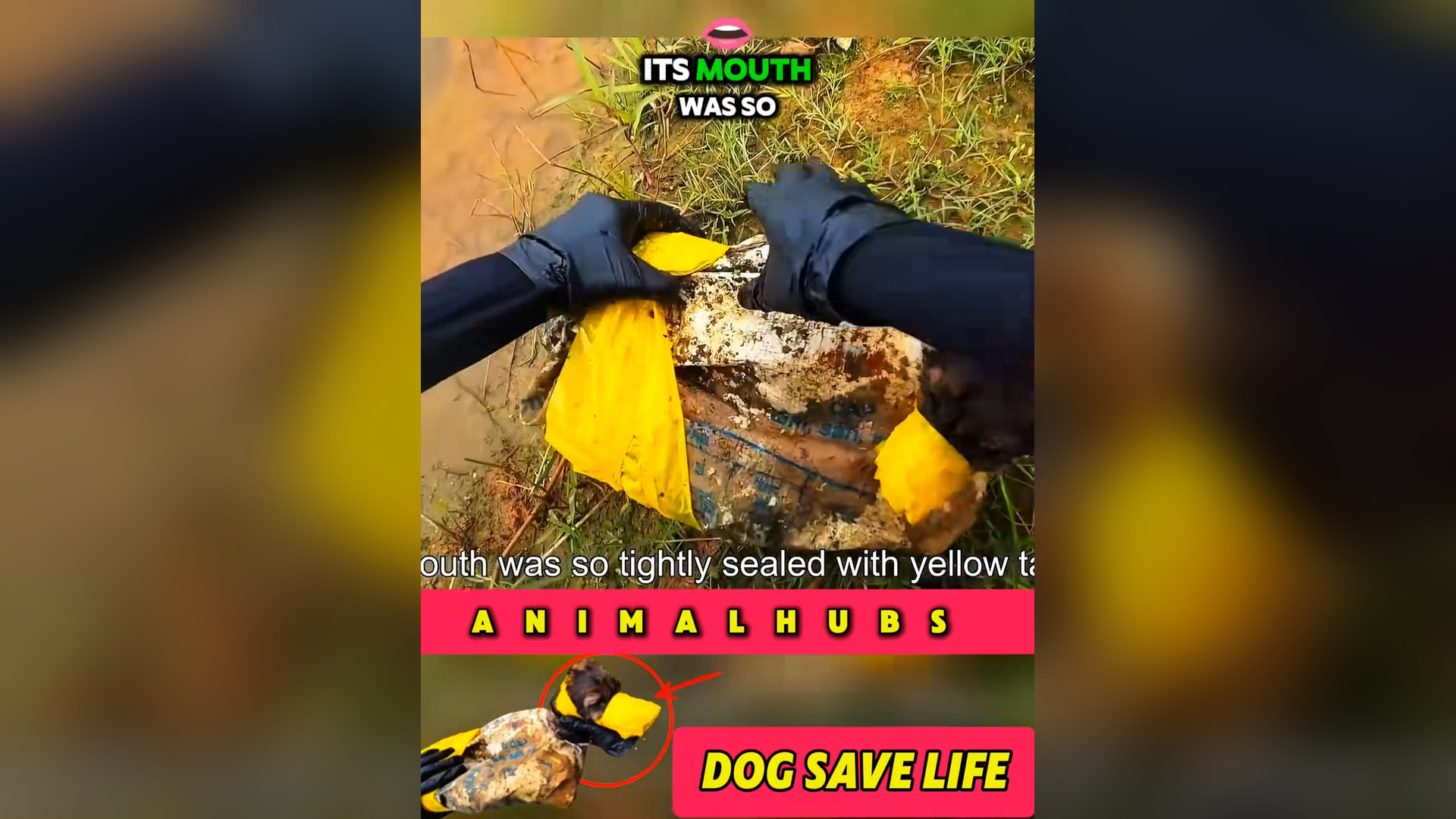 N0506017_A Brave Dog Rescue Changed Everything #RescueDog #Viral