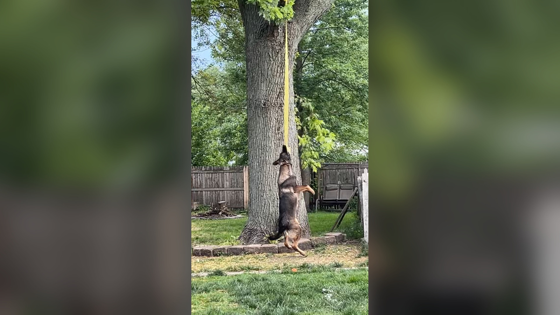N0406021_Hanging by a Moment From Certain Death #RescueDog #Viral