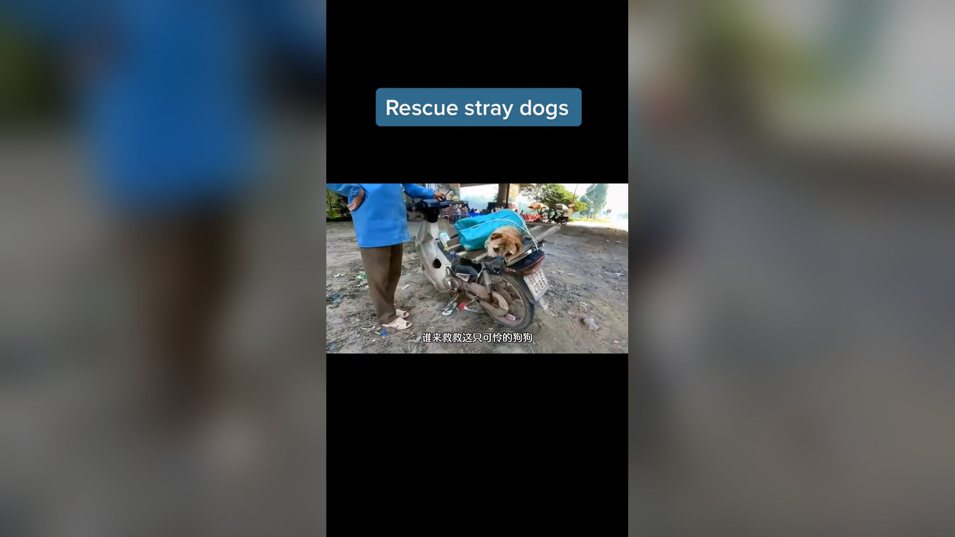 N0406033_Save These Dogs Before They End Up on Someone’s Dinner Table #RescueDog #Viral