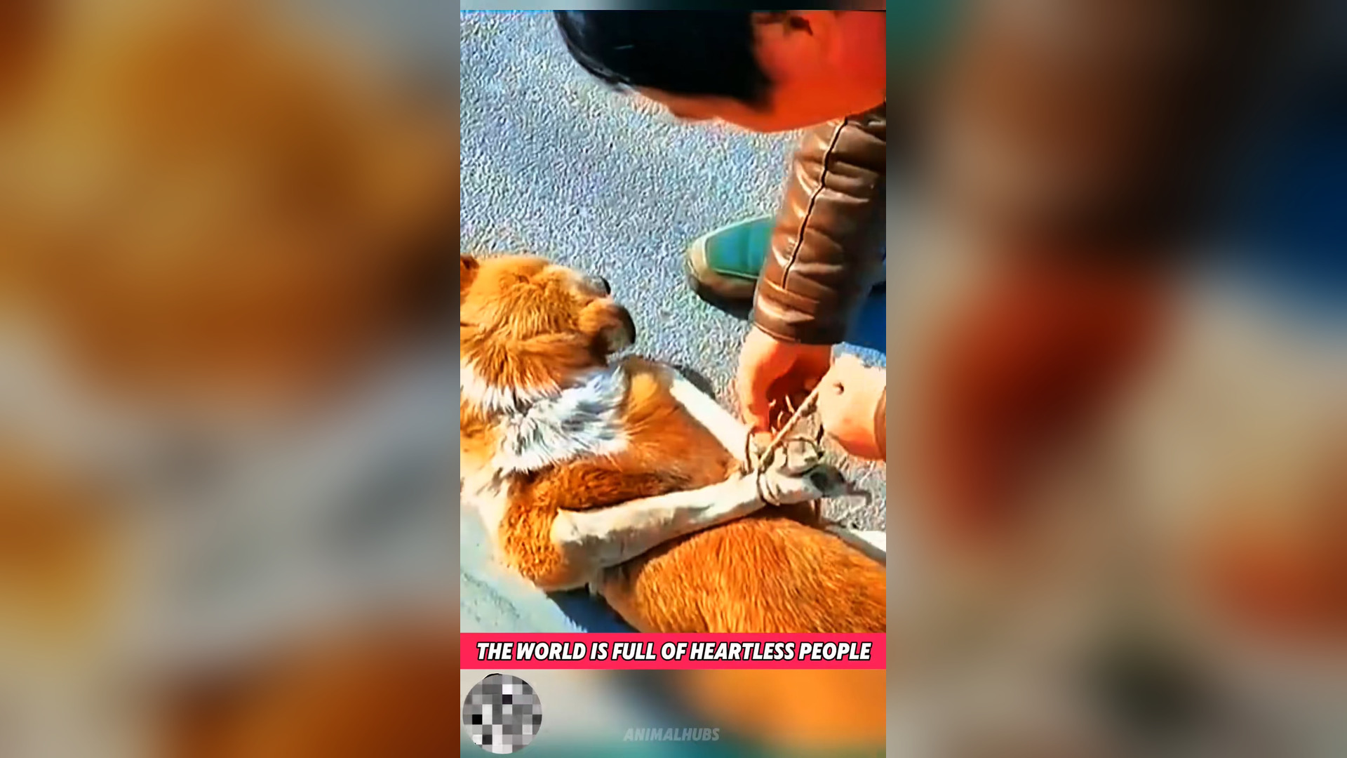 N0506016_Shelter Dogs Waited Patiently for Someone to Care #RescueDog #Viral