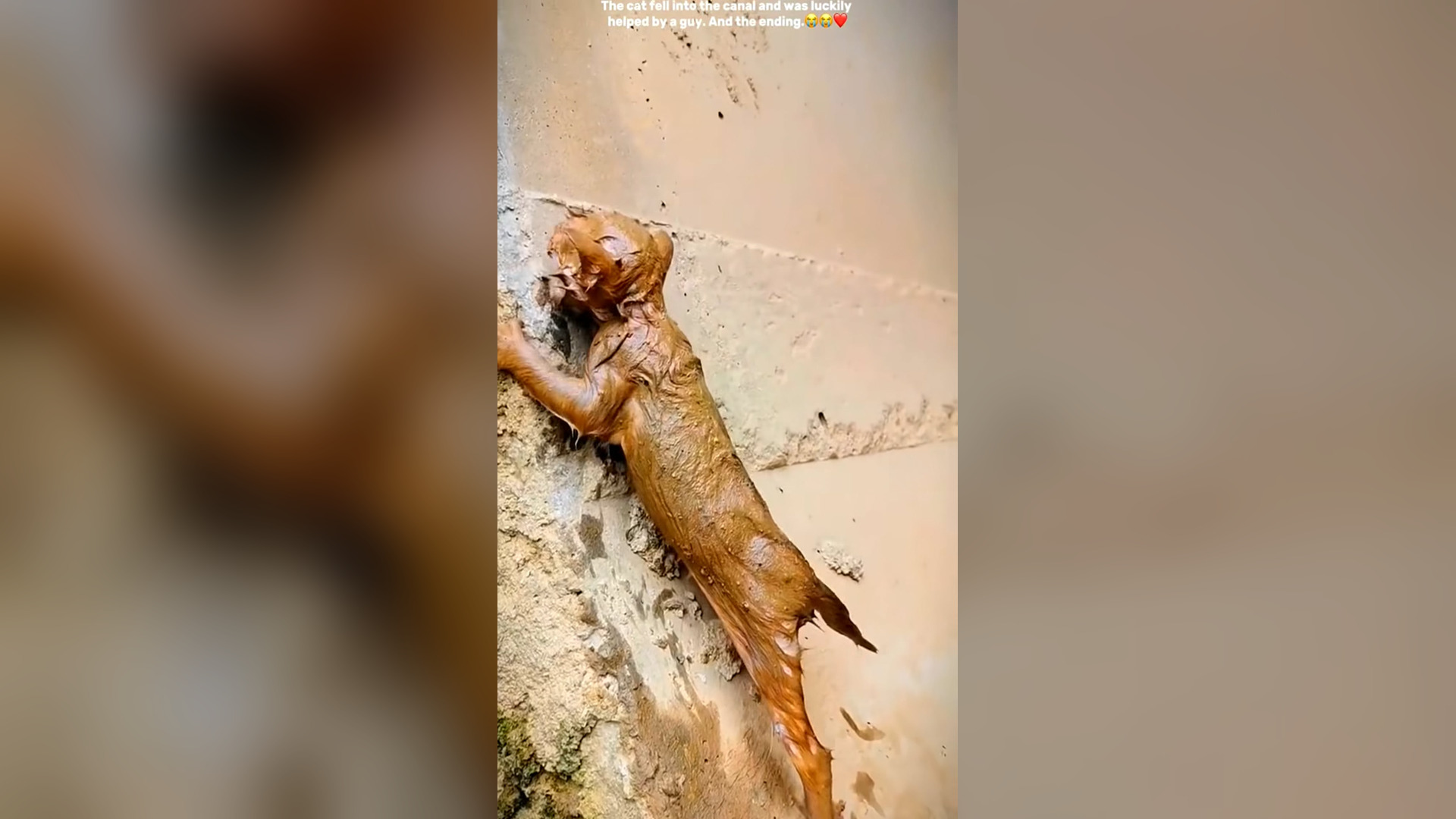 N0506029_A Cat Fell Into a Canal and Was Seconds From Drowning #RescueCat #Viral