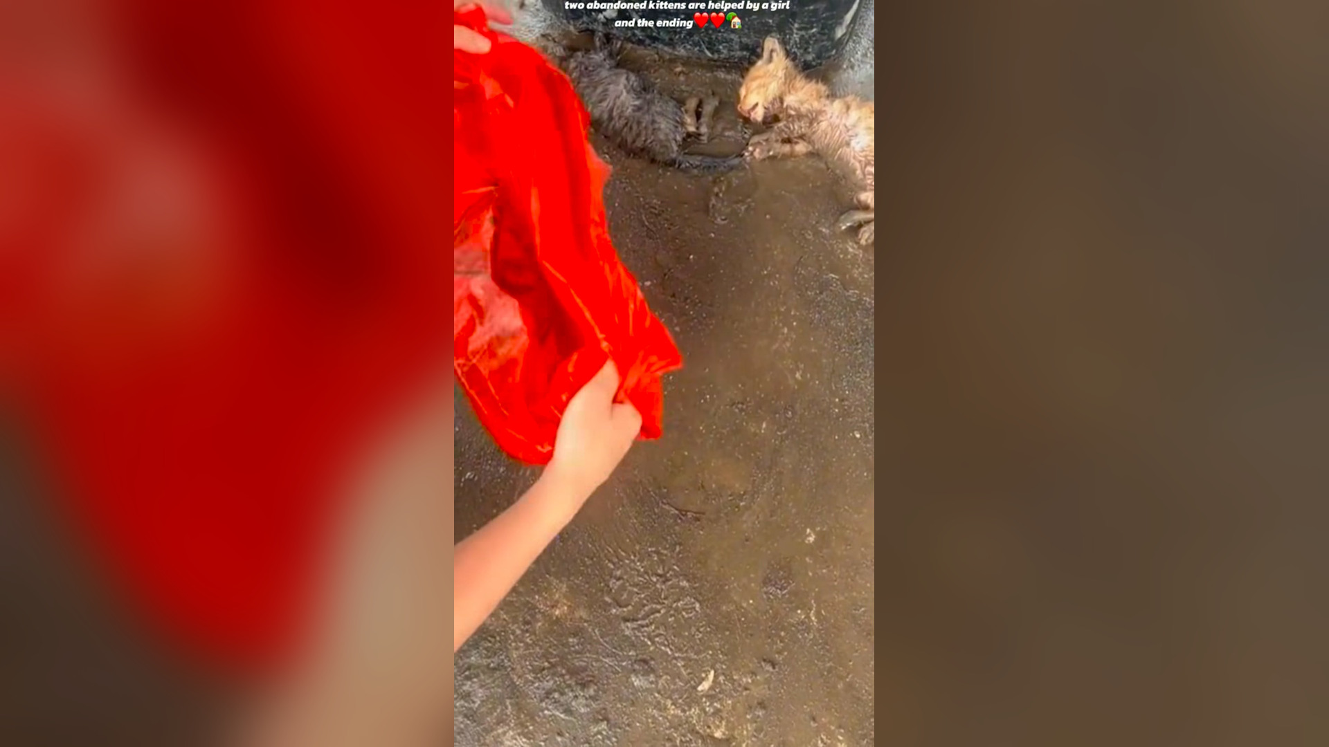 N0506037_Two Abandoned Kittens Were Saved by a Kindhearted Girl #RescueCat #Viral