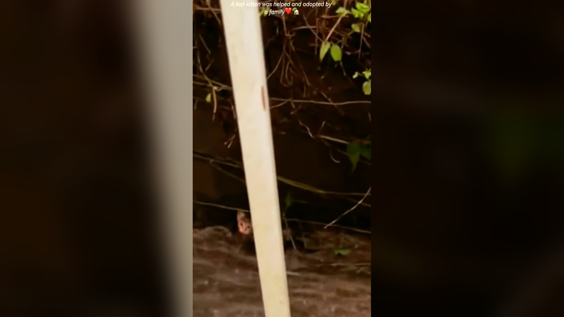 N0506042_A Lost Kitten Found Hope Through One Family’s Kindness #RescueCat #Viral