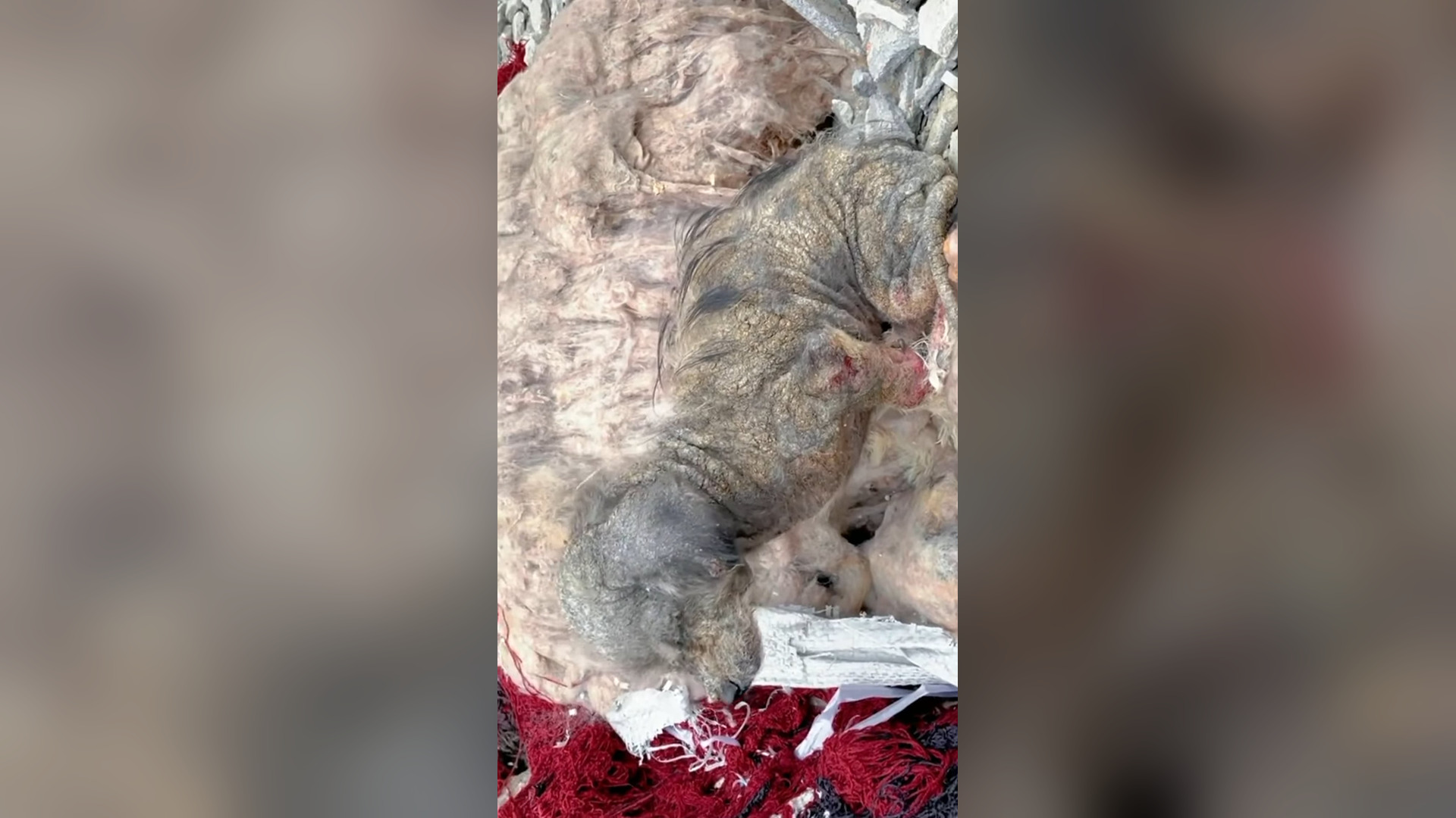 N0506050_Every Rescue Story Starts With One Act of Kindness #Animals #Viral