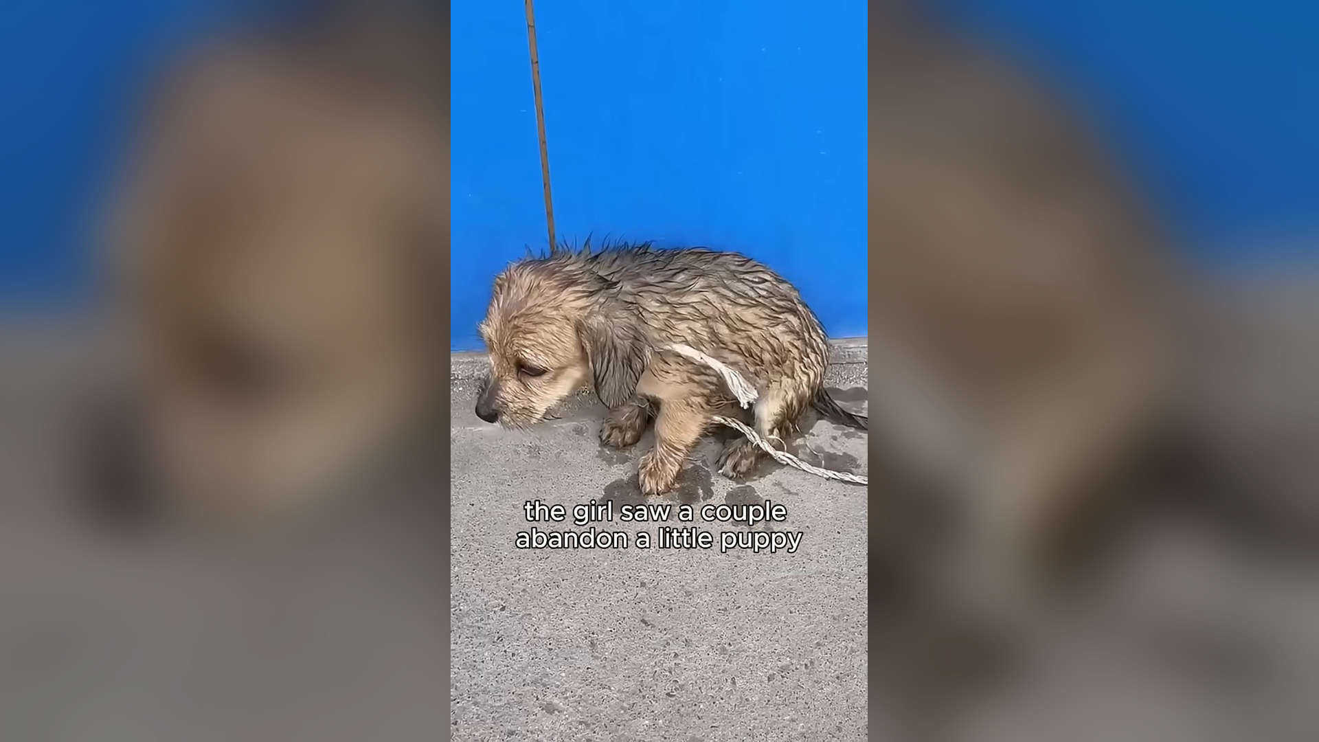 N0906003_A Sick Dog Was Thrown Away Like Trash by a Heartless Couple #RescueDog #Viral