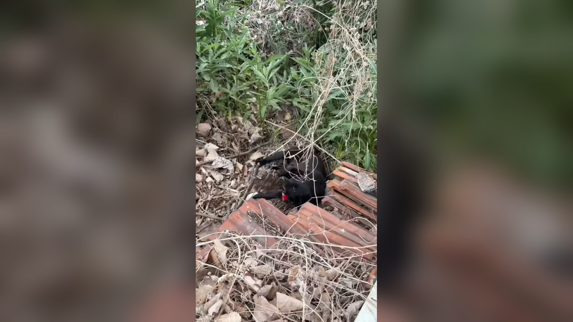 N0906018_A Desperate Rescue Mission Ended With Tears of Joy #RescueAnimals #Viral