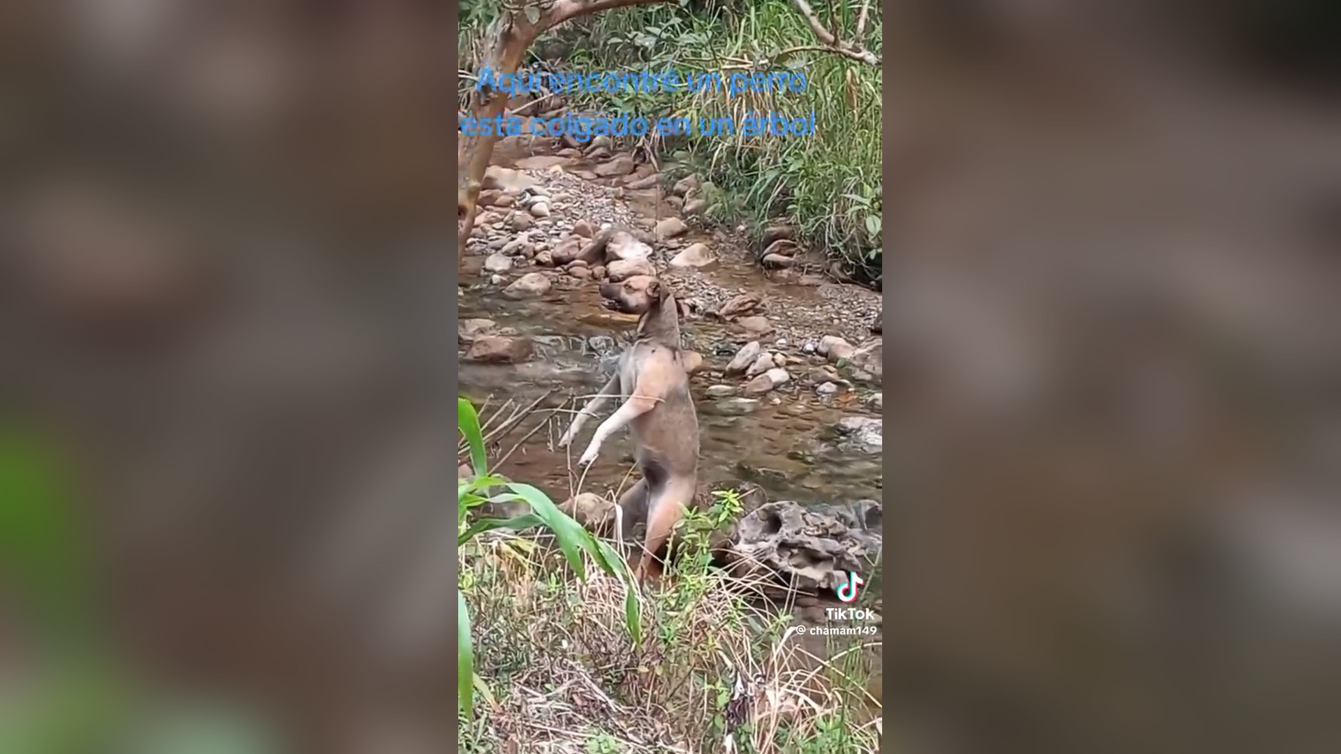 N0906032_A Dog Hung Helplessly From a Rope Fighting for Survival #RescueDog #Viral