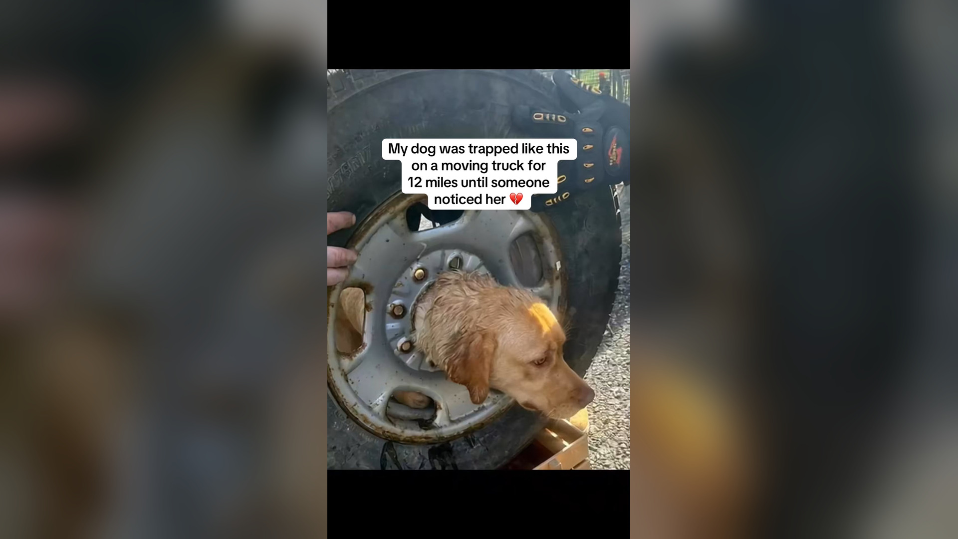 N0906036_I’ll Never Forget the Shock of Finding This Helpless Animal #RescueAnimals #Viral
