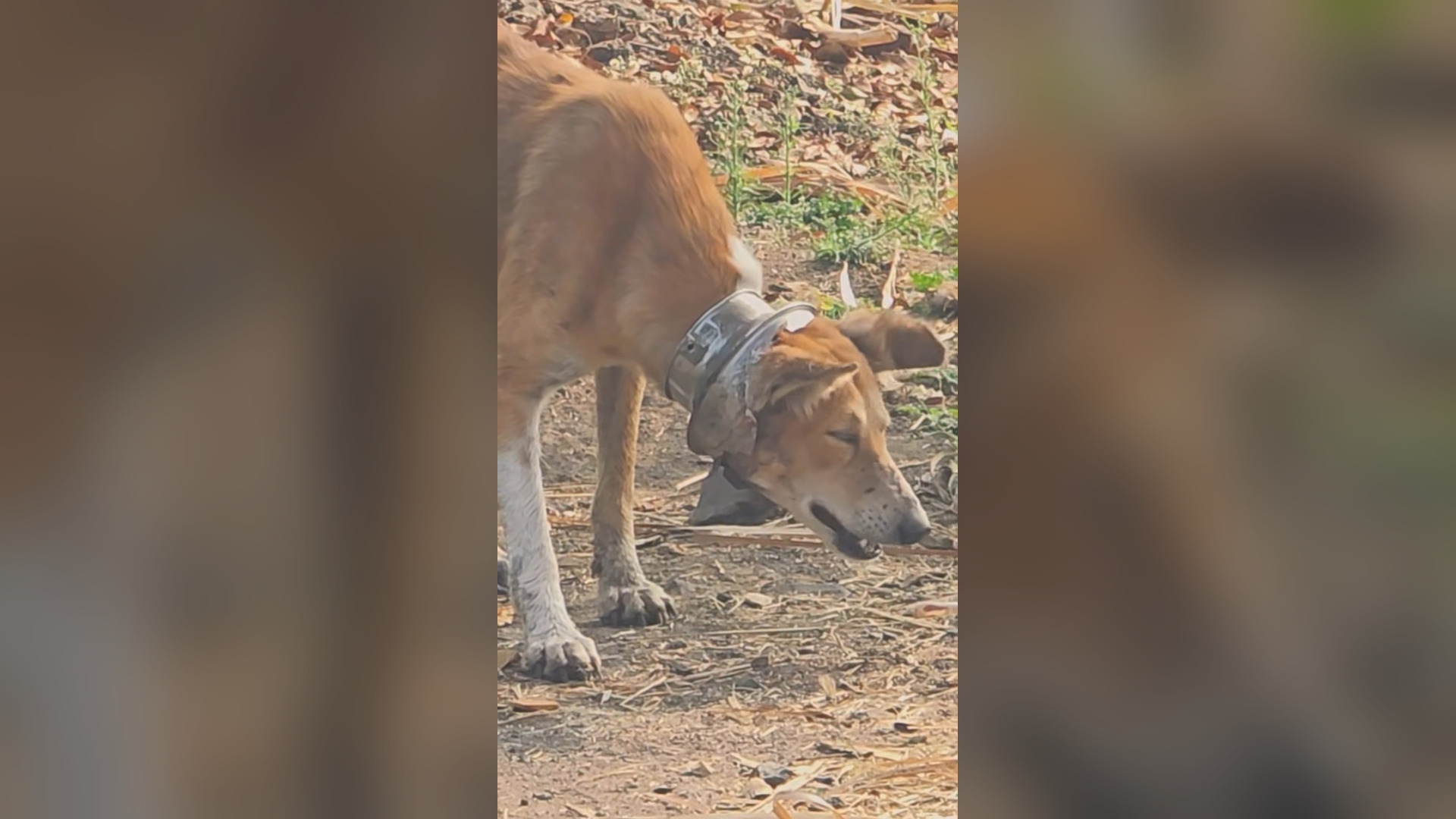 N0906037_For Years a Dog Wandered the Streets With a Painful Object Around Its Neck #RescueDog #Viral