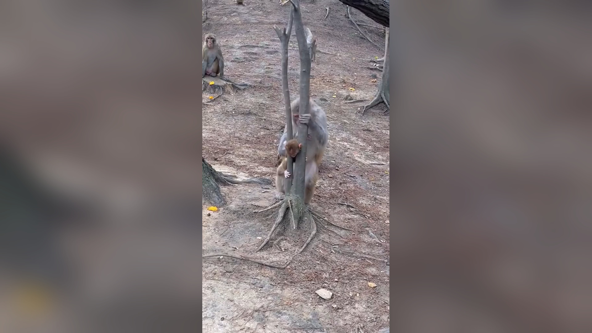 N0906034_A Baby Monkey Became Trapped in a Tree and Couldn’t Escape #Monkey #Viral