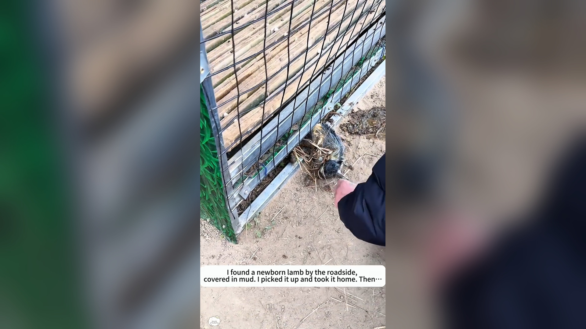 N0806015_A Mud Covered Baby Animal Hid a Heartbreaking Story #RescueAnimals #Viral