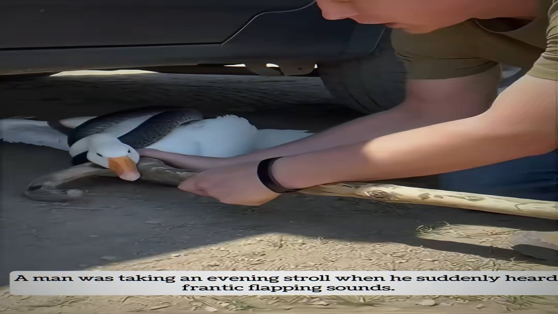 Full rescue video: N1006004_A Man Saved a Goose and What Happened Next Was Incredible #Wildlife #Viral
