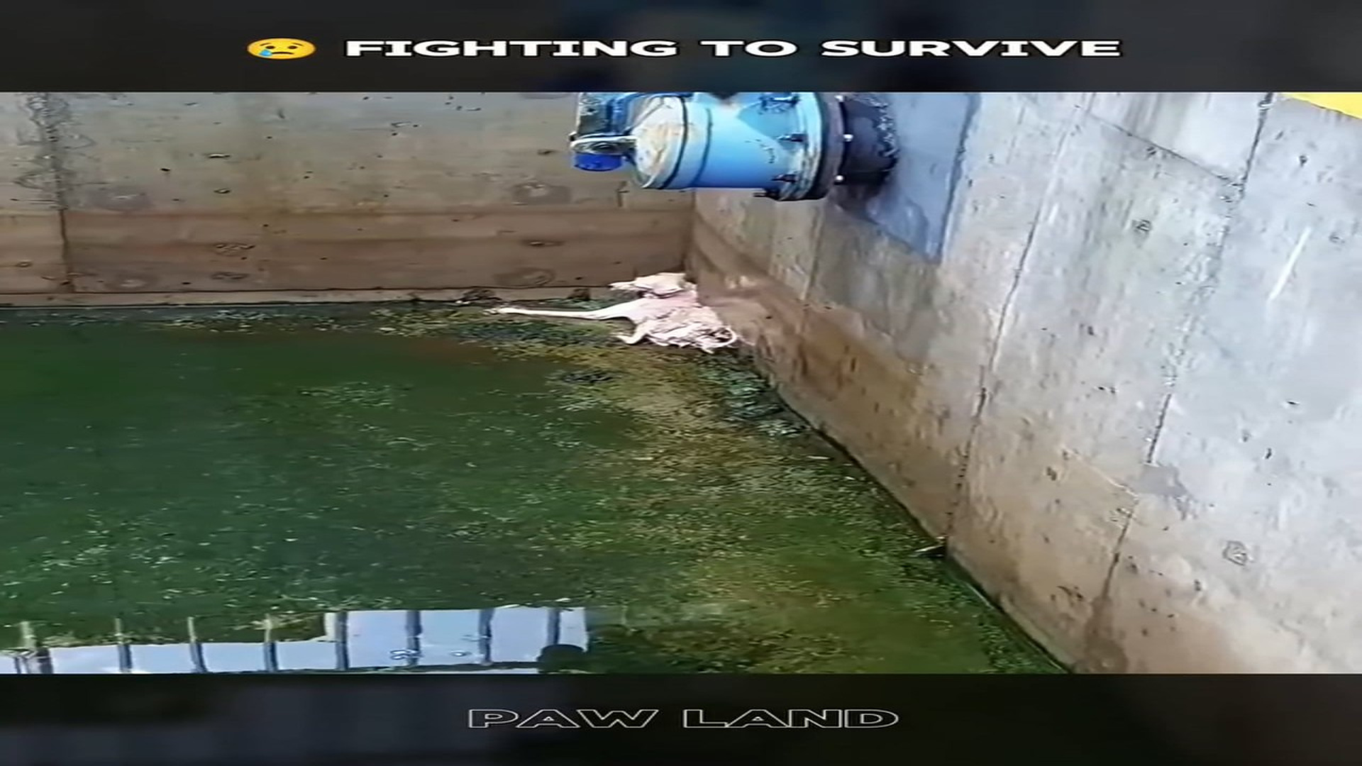 Full rescue video: N1006009_A Tiny Puppy Was Trapped in Water and Fighting to Survive #RescueDog #Viral