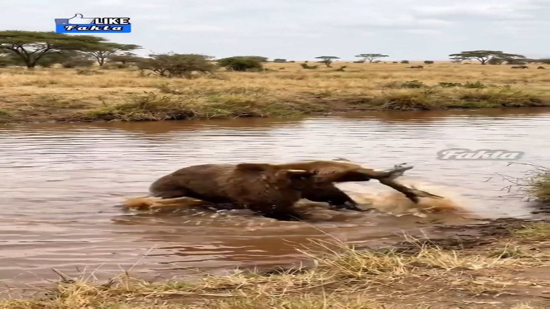 Full rescue video: N1006010_A Fearless Bear Ran Off With a Baby Crocodile #Wildlife #Viral