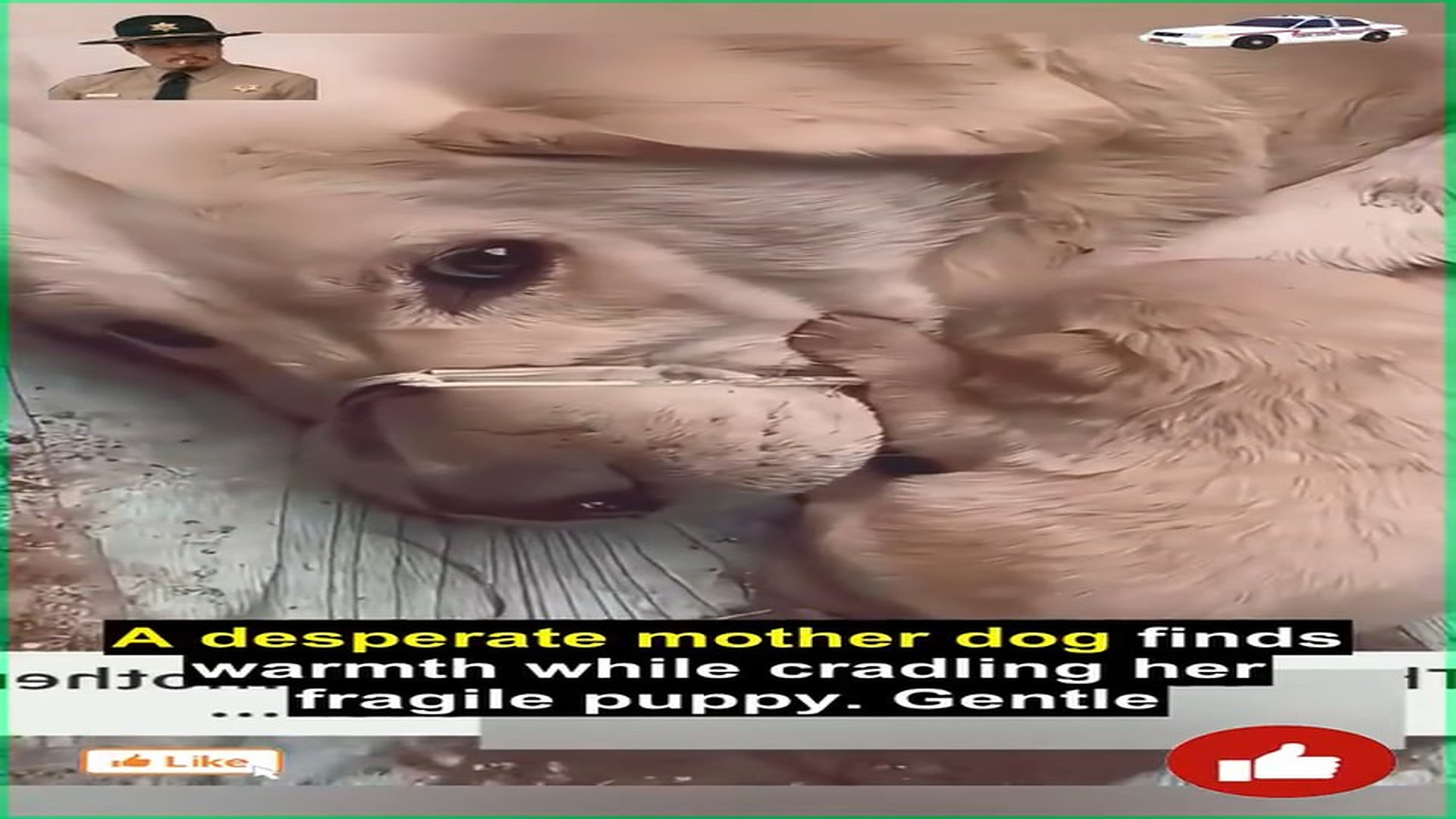 Full rescue video: N1006012_A Mother Dog’s Desperate Eyes Silently Begged for Help #RescueDog #Viral