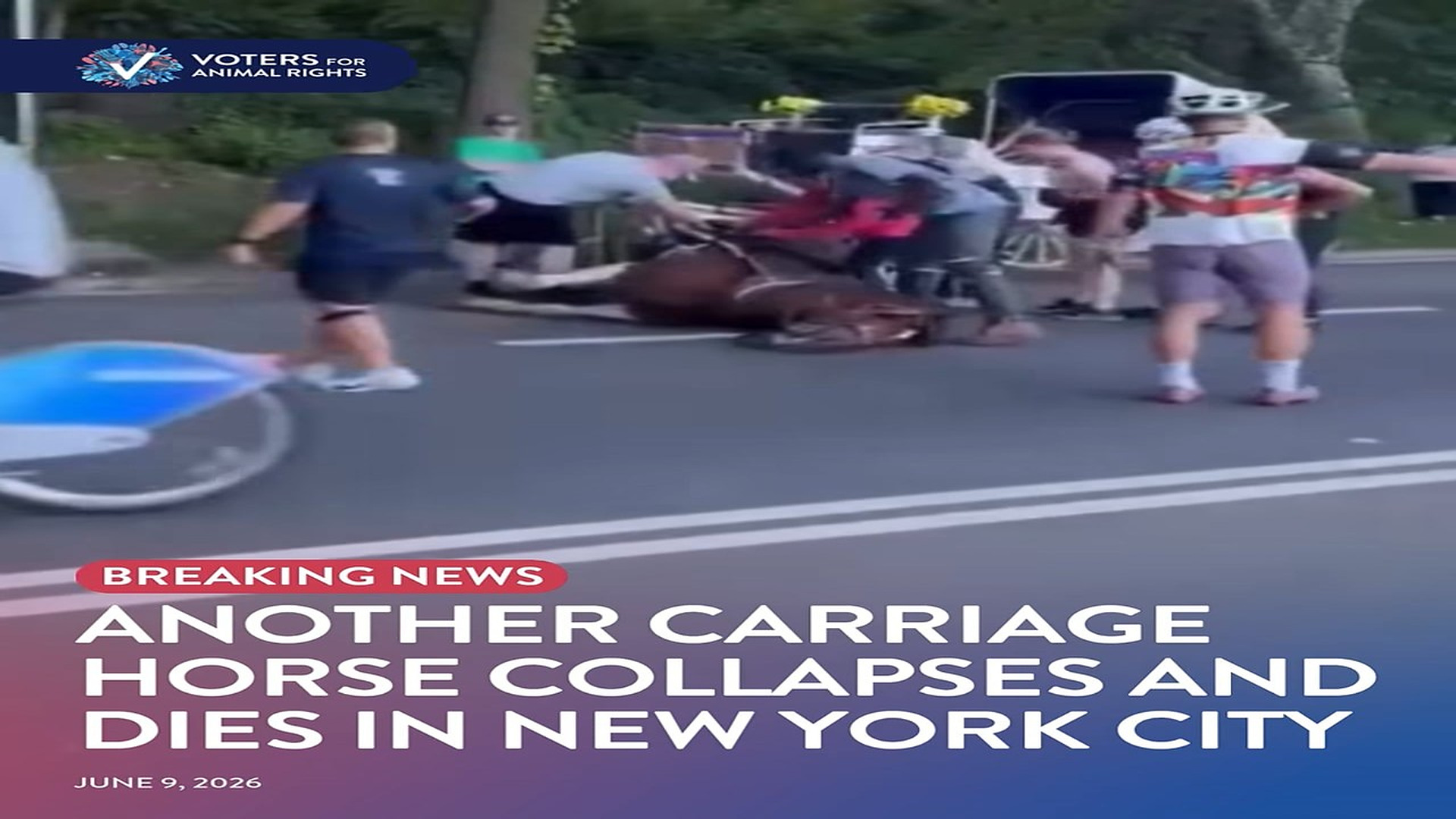 full rescue video N1106001_Another Carriage Horse Collapsed and Never Made It Home #RescueHorse #Viral