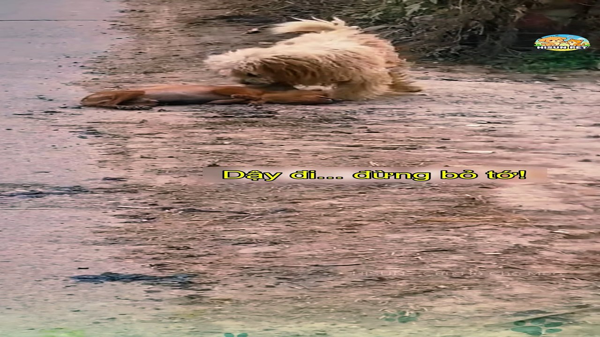full rescue video N1106010_Your Silence Was the Greatest Pain This Animal Ever Knew #RescueAnimals #Viral