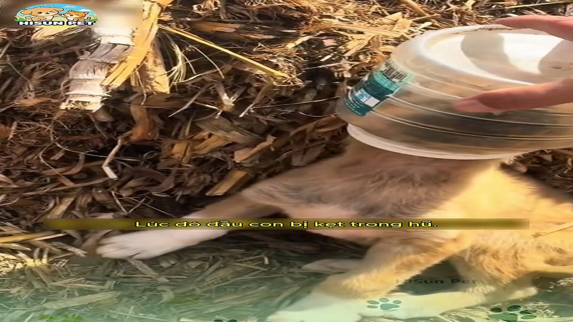 full rescue video N1106016_A Brave Child Endured More Pain Than Anyone Realized #RescueAnimals #Viral