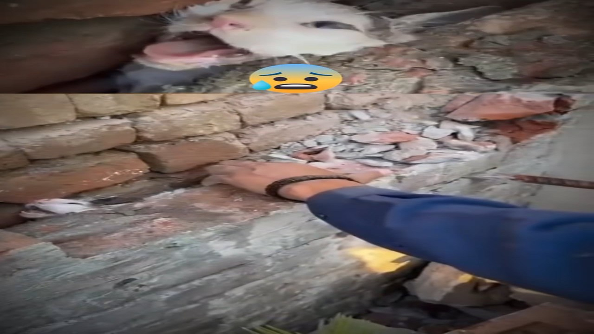 full rescue video N1106020_A Cat Was Trapped Inside a Wall and Couldn’t Escape #RescueCat #Viral