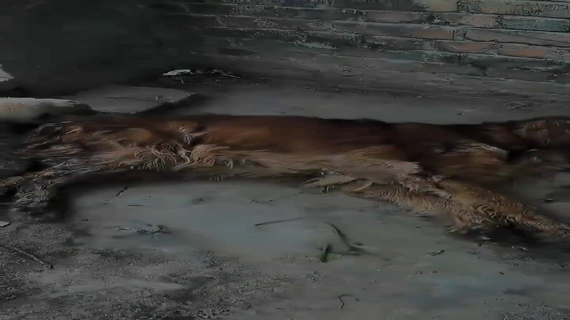 full rescue video N1106027_Life Is Hard for Forgotten Stray Dogs #RescueDog #Viral