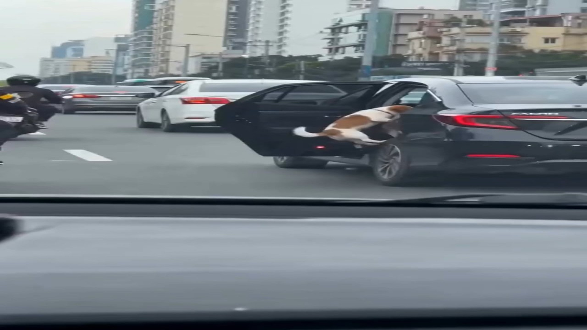 Full rescue video N1206001_A Biker Became a Hero in Just a Few Seconds #RescueAnimals #Viral
