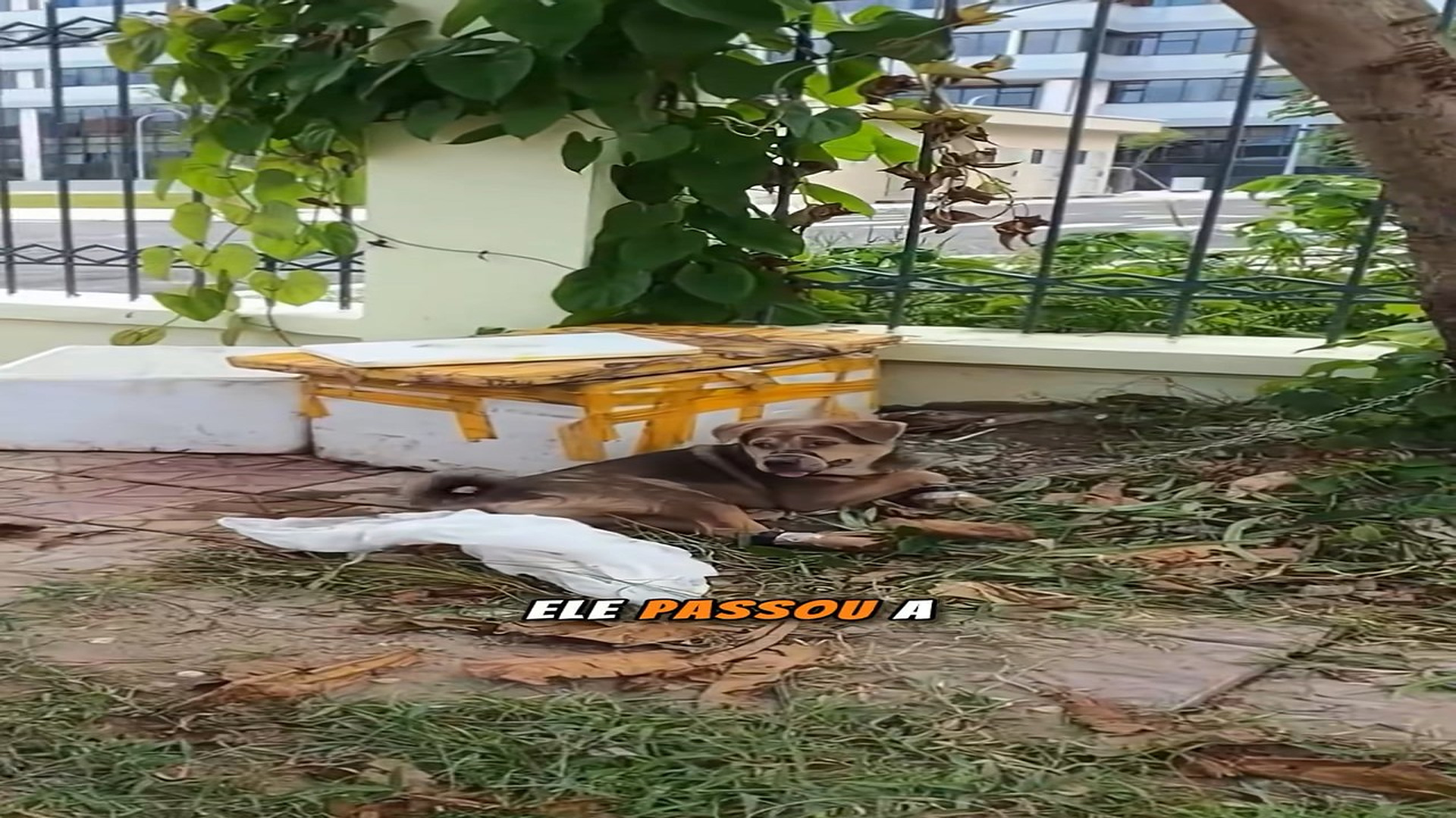 Full rescue video N1206015_This Helpless Animal Spent the Entire Night Stuck in a Tree #RescueAnimals #Viral