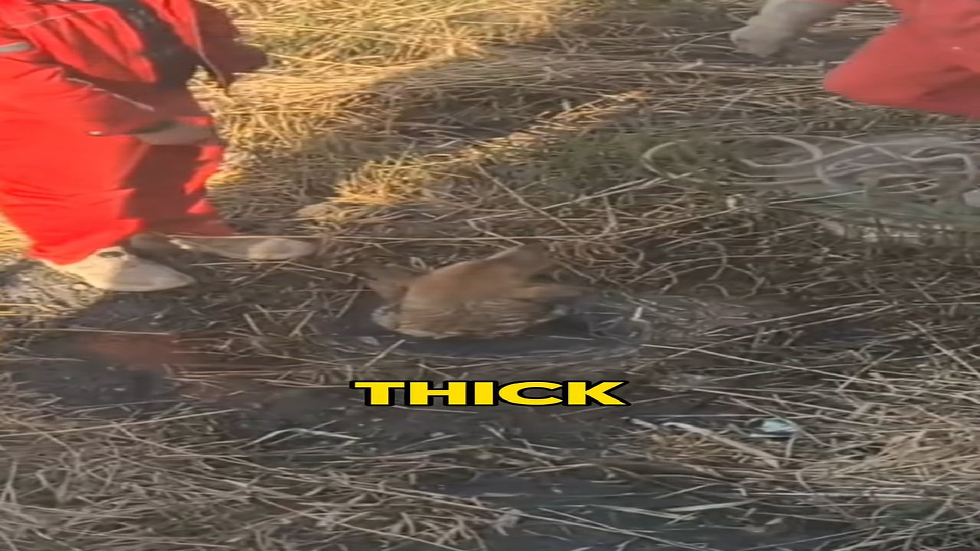 Full rescue video N1206024_A Dog Trapped in Deep Mud Was Saved at the Last Moment #RescueDog #Viral