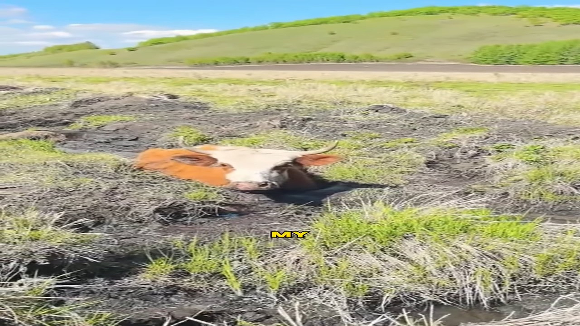 Full rescue video N1206029_A Cow Trapped in Deep Mud Could Not Escape Alone #RescueAnimals #Viral