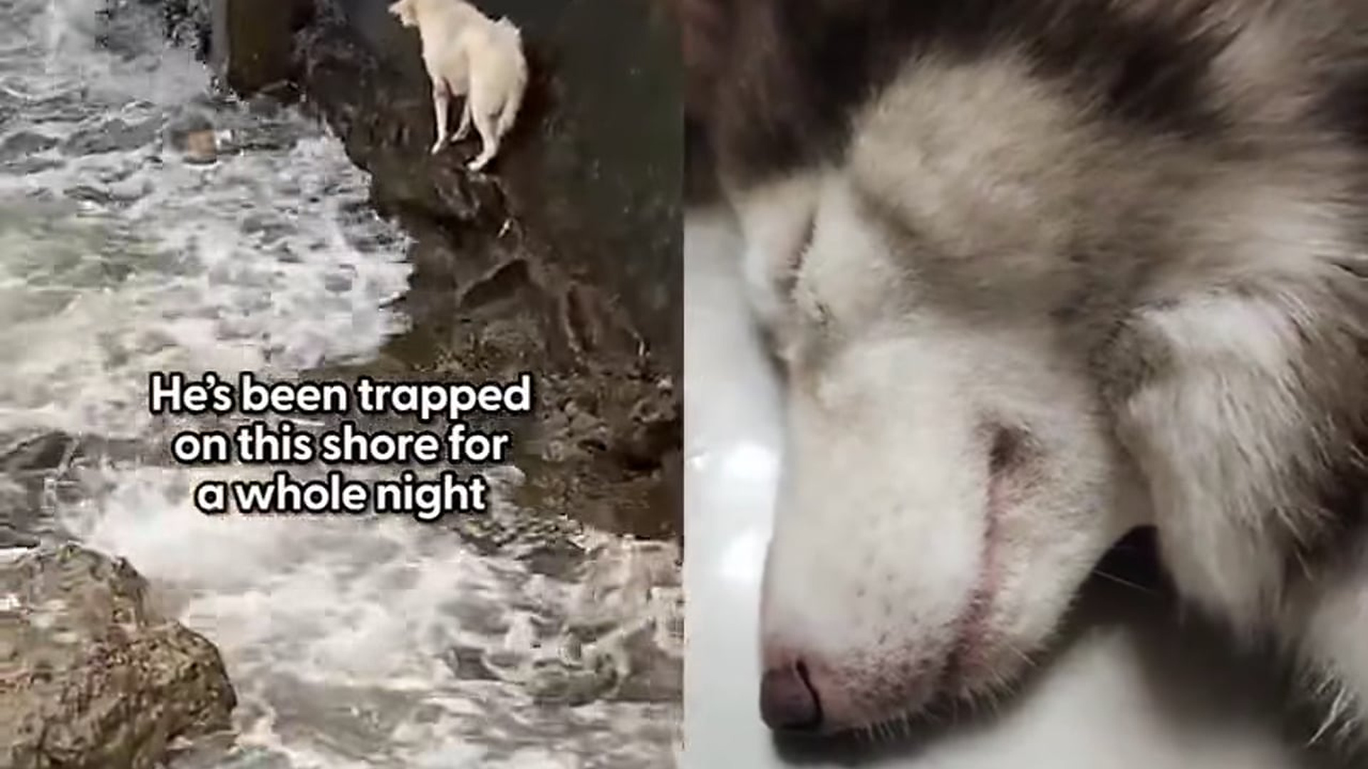 Full rescue video N1206038_Firefighters Saved Animals When Nobody Else Could #RescueAnimals #Viral