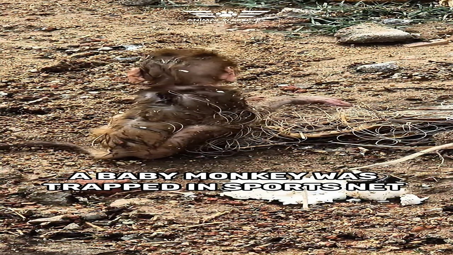 Full rescue video N1206039_A Baby Monkey Trapped in a Net Cried for Help #RescueAnimals #Viral