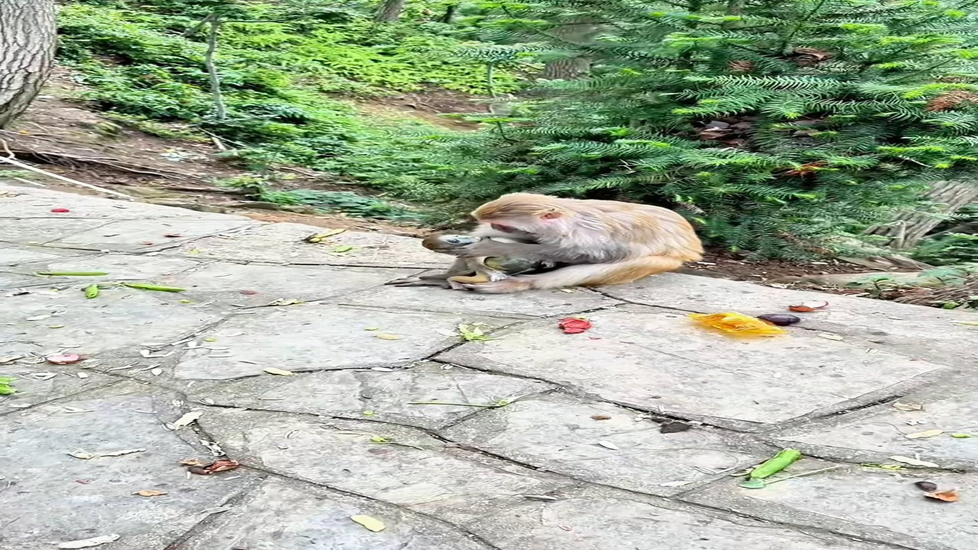 Full rescue video N1306008_A Mother's Love Remains The Purest Gift Of All #Animals #Viral