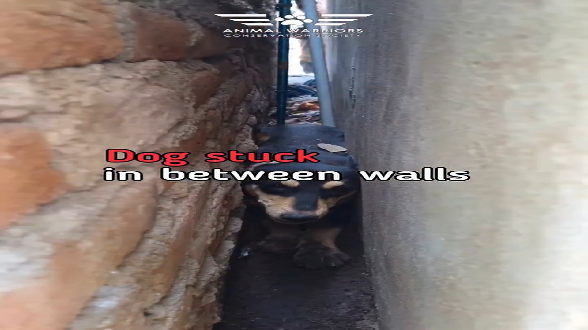 Full rescue video N1306017_A Dog Was Trapped Inside A Wall With No Way Out #RescueDog #Viral