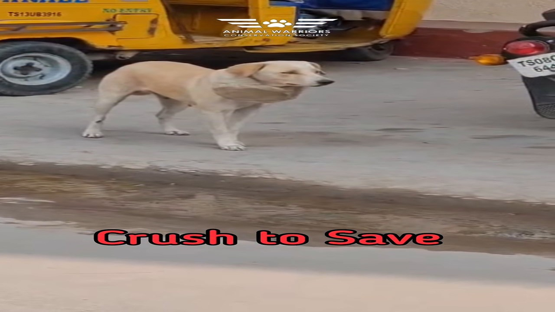 Full rescue video N1306021_A Dog Trapped By Plastic Was Finally Set Free #RescueDog #Viral