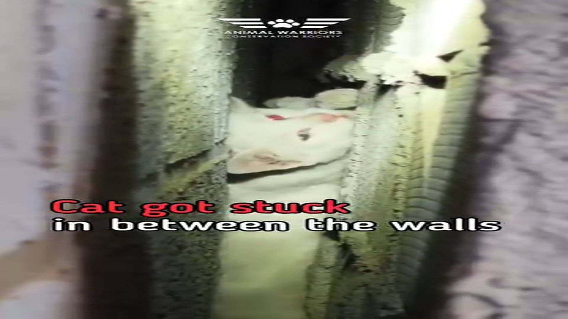 Full rescue video N1306024_A Cat Was Stuck Between Walls And Couldn't Escape #RescueCat #Viral