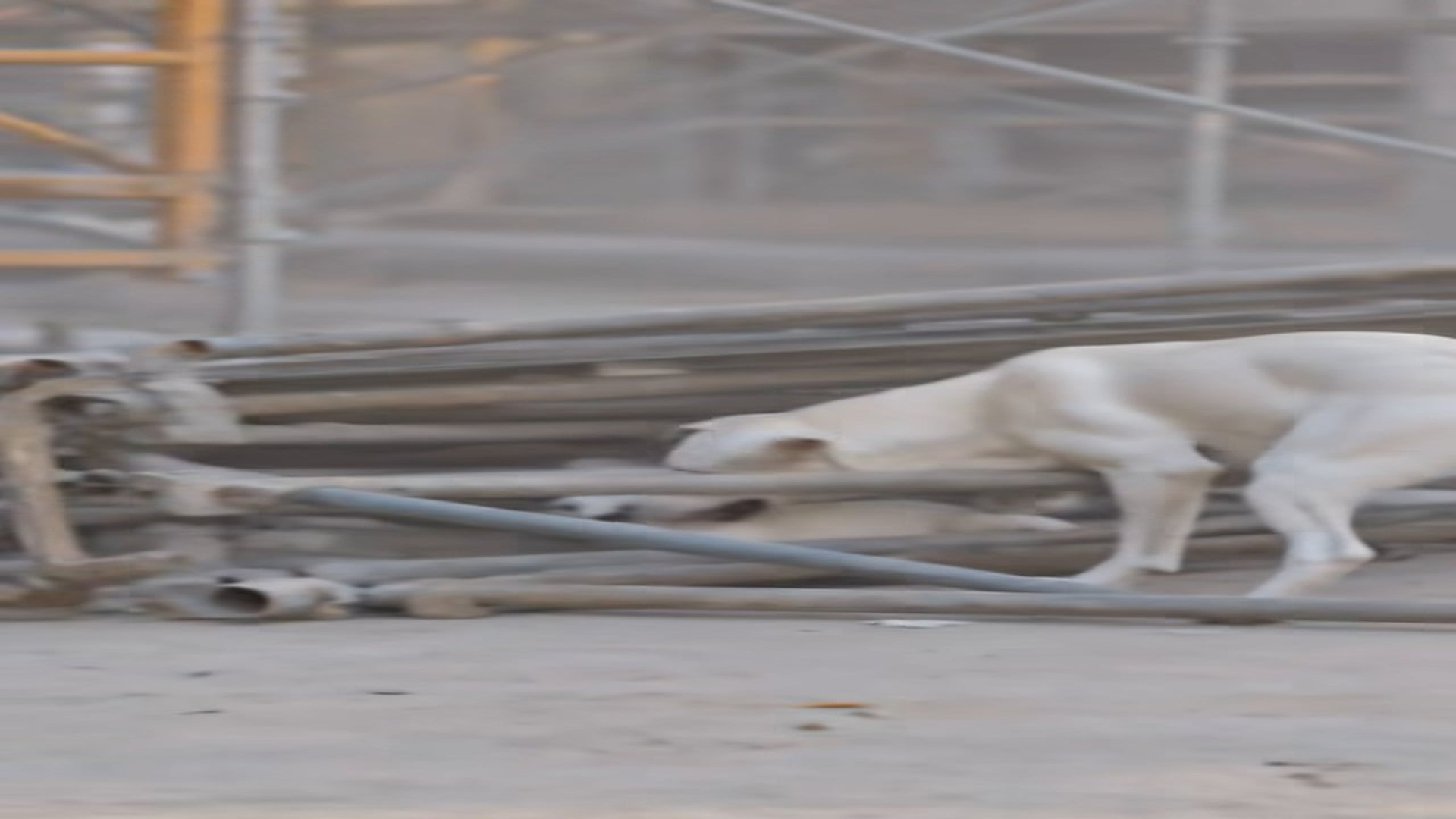 Full rescue video N1306029_A Construction Worker Became An Unexpected Animal Hero #RescueAnimals #Viral