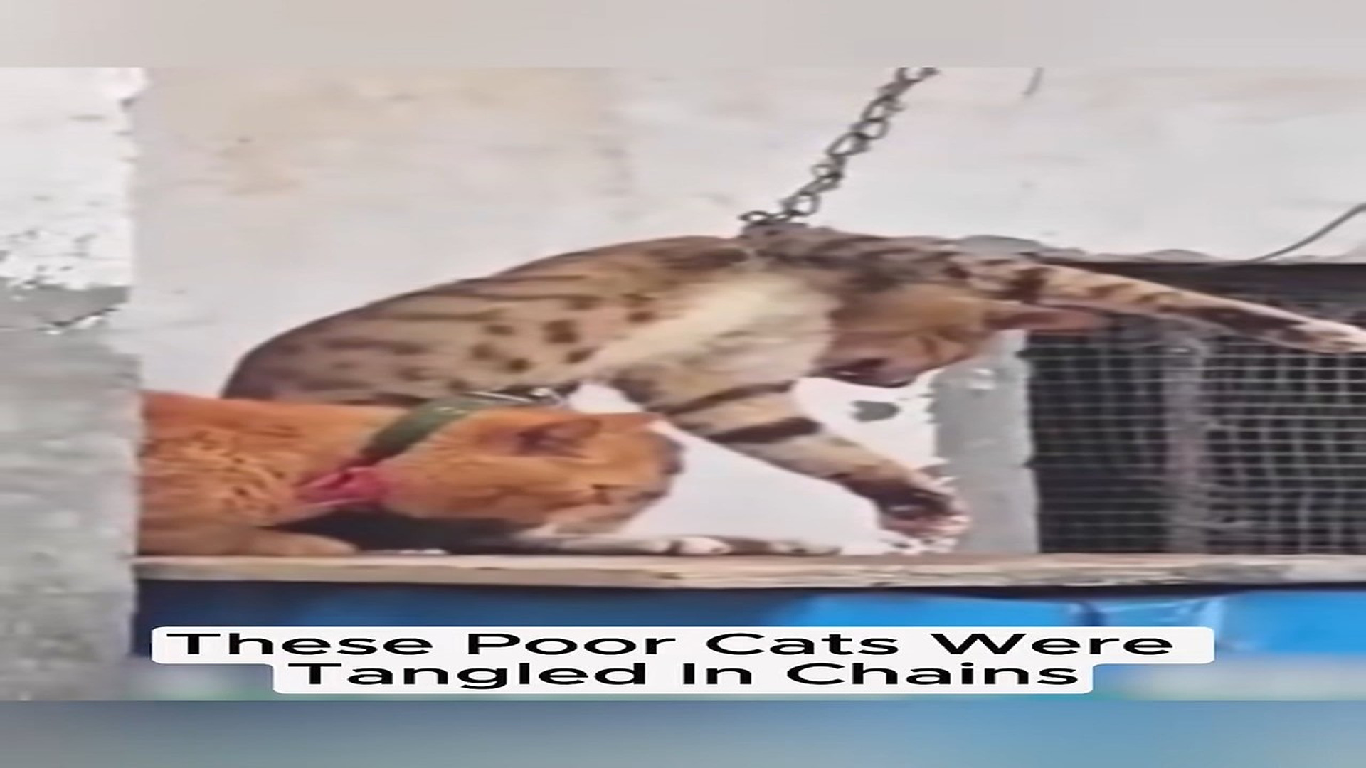 Full rescue video N1306032_A Cat Trapped In A Chain Nearly Lost Its Life #RescueCat #Viral