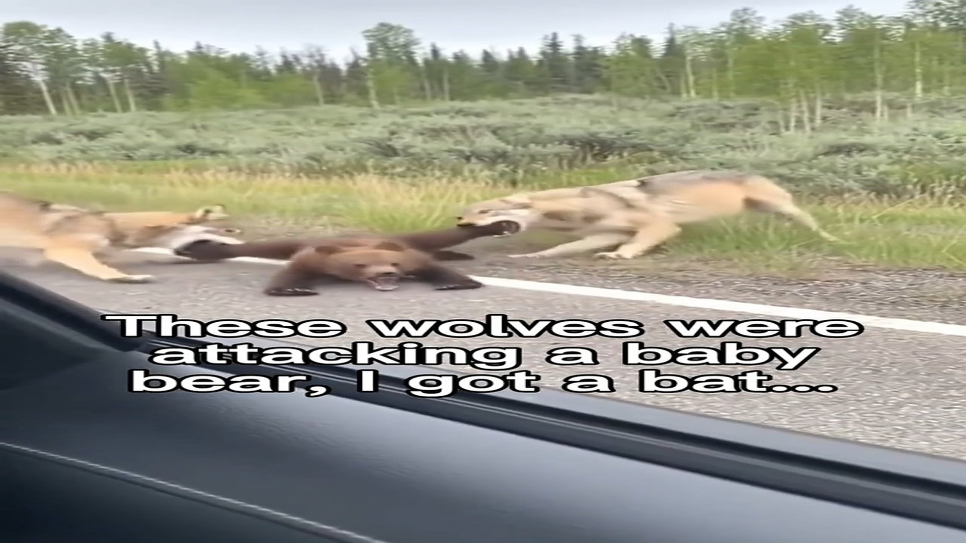 full rescue video N1006027_These Wolves Were So Fierce Even Rescuers Were Afraid #Wildlife #Viral